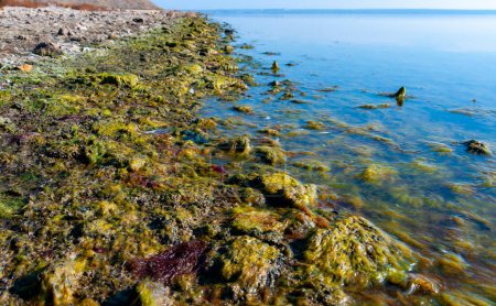 Foto de Rocky Shore del estuario de Tiligul con algas que emergen de debajo del agua durante el secado del estuario, Ucrania - Imagen libre de derechos