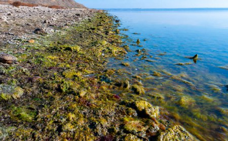 Foto de Rocky Shore del estuario de Tiligul con algas que emergen de debajo del agua durante el secado del estuario, Ucrania - Imagen libre de derechos