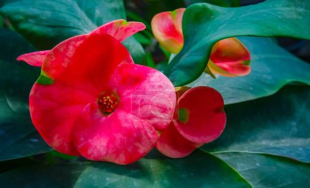 Foto de Euphorbia sp. (también conocida como la corona de espinas, planta de Cristo), planta suculenta sudafricana que florece con flores rojas en el jardín, Odessa - Imagen libre de derechos