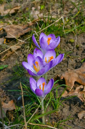 Photo for Garden crocuses bloom in spring in the botanical garden - Royalty Free Image