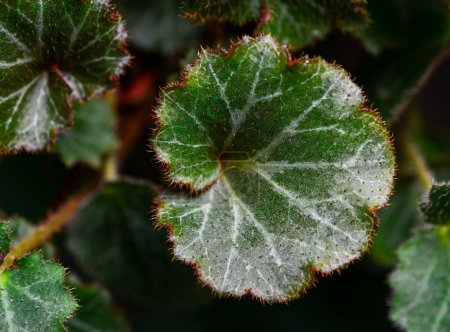 Photo for Saxifraga Stolonifera - Close-up of a plant leaf from the collection of a botanical garden, Odessa - Royalty Free Image