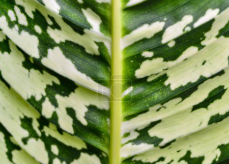 Téléchargez les photos : Dumb cane or leopard lily Dieffenbachia sp. - Close-up of a plant leaf from the collection of a botanical garden, Odessa - en image libre de droit