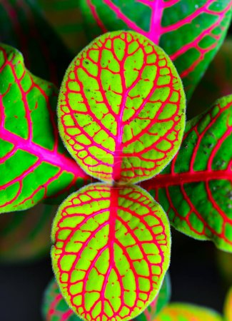 Foto de Fittonia (planta nerviosa) planta ornamental con hojas brillantes con venas rojas en un jardín botánico, Odessa - Imagen libre de derechos