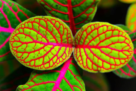 Téléchargez les photos : Fittonia (plante nerveuse) - plante ornementale aux feuilles brillantes avec des nervures rouges dans un jardin botanique, Odessa - en image libre de droit