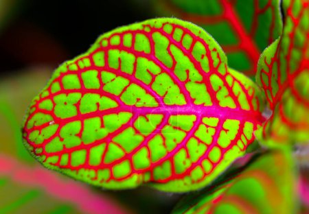 Téléchargez les photos : Fittonia (plante nerveuse) - plante ornementale aux feuilles brillantes avec des nervures rouges dans un jardin botanique, Odessa - en image libre de droit