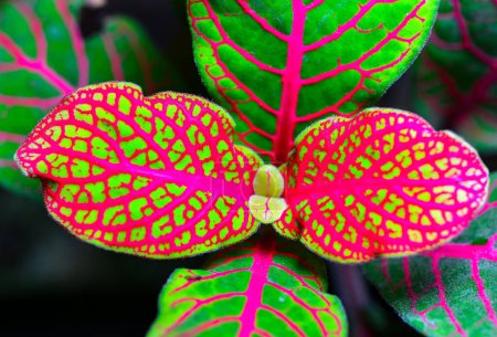 Foto de Fittonia (planta nerviosa) planta ornamental con hojas brillantes con venas rojas en un jardín botánico, Odessa - Imagen libre de derechos