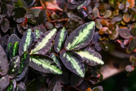 Téléchargez les photos : Pellionia repens - plan rapproché de feuilles multicolores tachetées d'une plante d'une collection de jardins botaniques, Ukraine - en image libre de droit