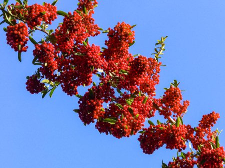 Téléchargez les photos : Pyracantha ou aubépine, fruits rouges d'un feuillage persistant contre un ciel bleu - en image libre de droit