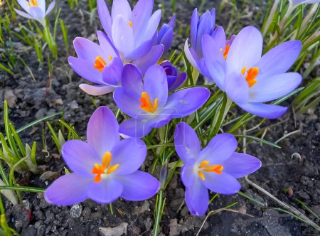 Photo for Purple petals, Garden crocuses bloom in spring in the botanical garden - Royalty Free Image