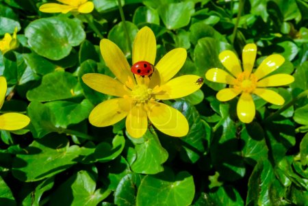 Téléchargez les photos : Petite chélandine ou pilewort (Ficaria verna) coccinelle sur fleurs jaunes - en image libre de droit