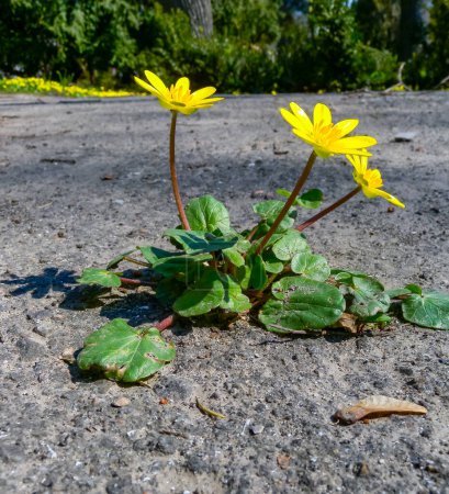Téléchargez les photos : Petite celandine ou pilewort (Ficaria verna) - floraison massive au printemps dans un jardin botanique, Odessa - en image libre de droit