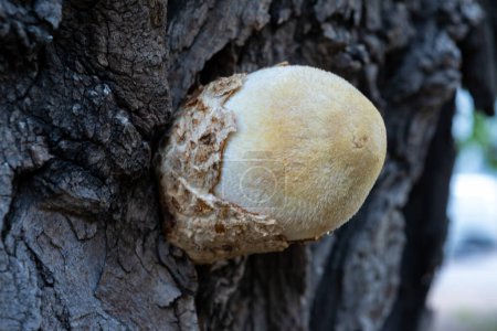 Photo for Volvariella bombycina - rare woody silky mushroom grown on an old mulberry tree in Odessa - Royalty Free Image