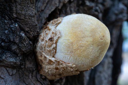 Foto de Volvariella bombycina - raro hongo leñoso sedoso cultivado en un viejo árbol de morera en Odessa - Imagen libre de derechos