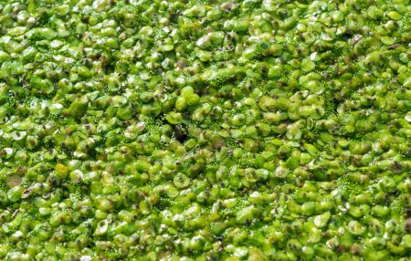 Many small aphids on duckweed in a lake overgrown with aquatic plants Piscia and Wolfia