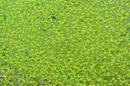 Téléchargez les photos : Farine d'eau immaculée, asclépiade (Wolffia arrhiza) et asclépiade (Lemna turionifera) dans un étang d'eau douce stagnante - en image libre de droit