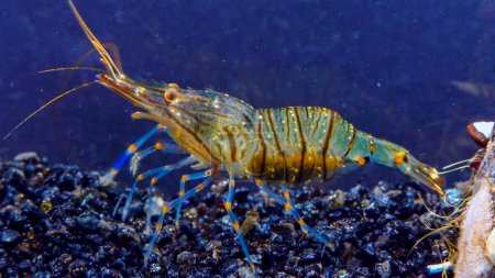 Photo for Rockpool shrimp (Palaemon elegans), crustacean underwater in the Black Sea looking for food on mussels - Royalty Free Image