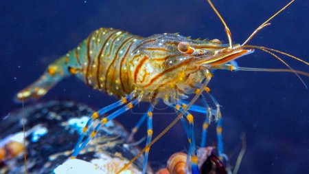 Téléchargez les photos : Crevettes rocheuses (Palaemon elegans), crustacés sous-marins dans la mer Noire à la recherche de nourriture sur les moules - en image libre de droit