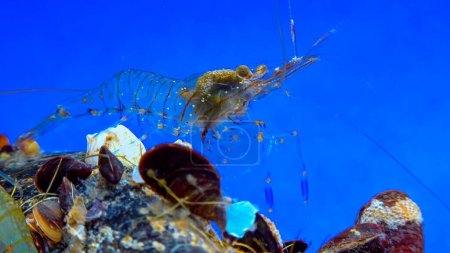 Photo for Rockpool shrimp (Palaemon elegans), crustacean underwater in the Black Sea looking for food on mussels - Royalty Free Image