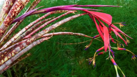 Téléchargez les photos : Inflorescence rouge d'une plante tropicale (Billbergia saundersii) dans une serre - en image libre de droit