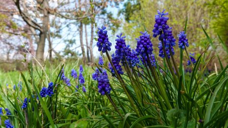 Téléchargez les photos : Muscari botryoides - groupe de plantes aux fleurs bleues en forme de grappe, Ukraine - en image libre de droit