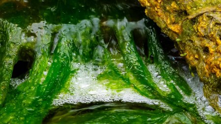 Foto de Algas verdes (Enteromorpha, Ulva) crece en una pequeña cascada con agua salada, estuario de Tiligul, Ucrania - Imagen libre de derechos
