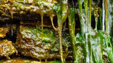 Foto de Algas verdes (Enteromorpha, Ulva) crece en una pequeña cascada con agua salada, estuario de Tiligul, Ucrania - Imagen libre de derechos
