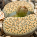 Mesembs (Lithops fulviceps) South African plant from Namibia in the botanical collection of supersucculent plants