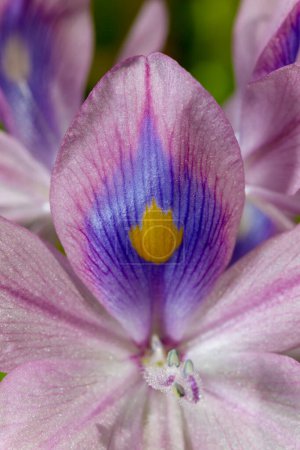 Photo for Eichhornia, water hyacinths (Eichhornia azurea), gently purple asymmetric aquatic plant flower, invasive quarantine species - Royalty Free Image