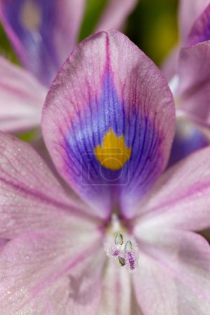 Photo for Eichhornia, water hyacinths (Eichhornia azurea), gently purple asymmetric aquatic plant flower, invasive quarantine species - Royalty Free Image