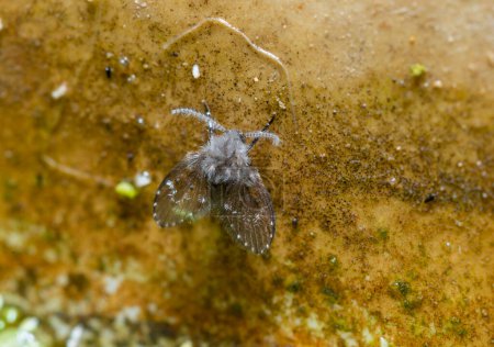 Téléchargez les photos : Clogmia sp. - petite mouche aux ailes duveteuses et longue moustache - en image libre de droit
