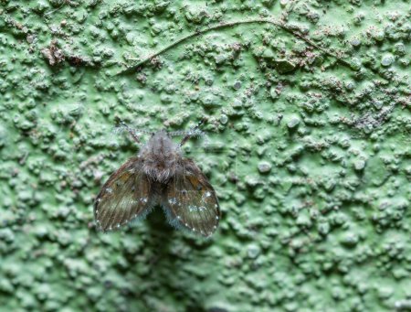 Téléchargez les photos : Clogmia sp. - petite mouche aux ailes duveteuses et longue moustache - en image libre de droit