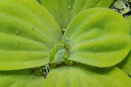The smallest flowering plant (Wolffia arrhiza) and duckweed (Lemna turionifera) on the water among the invasive species Pistia, southern Ukraine