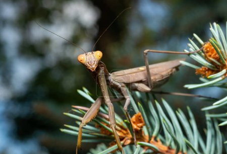 Photo for Hierodula transcaucasica - an invasive species of mantis in Ukraine on the green needles of a Christmas tree, Odessa - Royalty Free Image