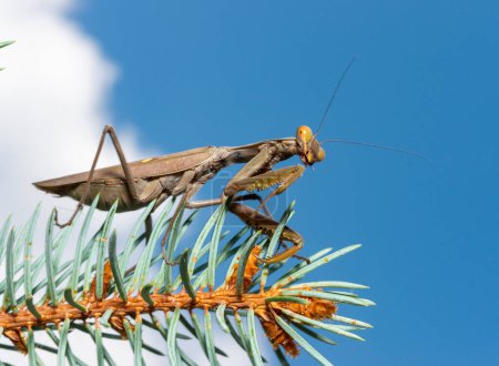 Hierodula transcaucasica - an invasive species of mantis in Ukraine on the needles of a Christmas tree against the sky, Odessa