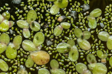 Petits pucerons verts sur farine d'eau immaculée (Wolffia arrhiza), asclépiade (Lemna turionifera) dans un étang d'eau douce