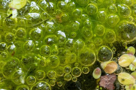 Foto de Las algas de agua dulce Spirogyra liberan oxígeno en el aire, síntesis de oxígeno en cuerpos de agua - Imagen libre de derechos