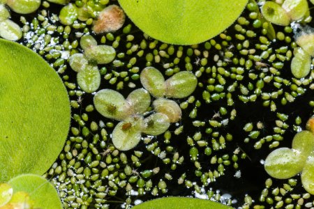Téléchargez les photos : Petits pucerons verts sur farine d'eau immaculée (Wolffia arrhiza), asclépiade (Lemna turionifera) dans un étang d'eau douce - en image libre de droit