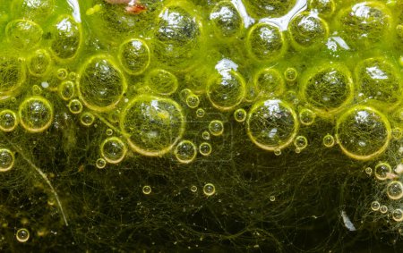 Téléchargez les photos : Algues d'eau douce Spirogyra libère de l'oxygène dans l'air, synthèse d'oxygène dans les plans d'eau - en image libre de droit