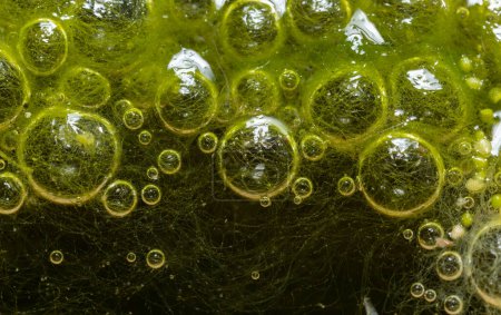 Foto de Las algas de agua dulce Spirogyra liberan oxígeno en el aire, síntesis de oxígeno en cuerpos de agua - Imagen libre de derechos