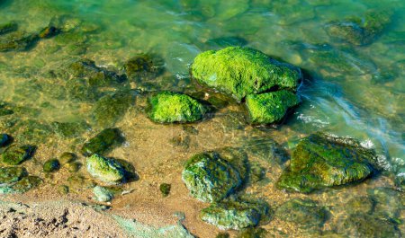 Photo for Natural landscape, green Enteromorpha algae on rocks near the shore of the Khadzhibey estuary, southern Ukraine - Royalty Free Image