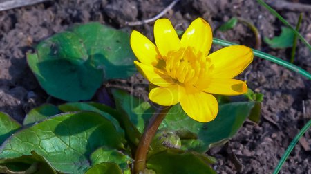 Téléchargez les photos : Petite celandine ou pilewort (Ficaria verna) - floraison massive au printemps dans un jardin botanique - en image libre de droit