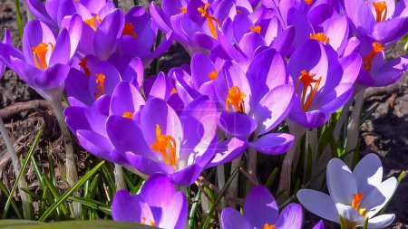 Photo for Bee on a flower Garden crocuses bloom in spring in the botanical garden - Royalty Free Image