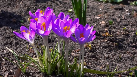 Photo for Garden crocuses bloom in spring in the botanical garden - Royalty Free Image