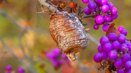 Photo for Cocoon with praying mantis eggs on a branch with purple fruits (Callicarpa bodinieri) - Royalty Free Image