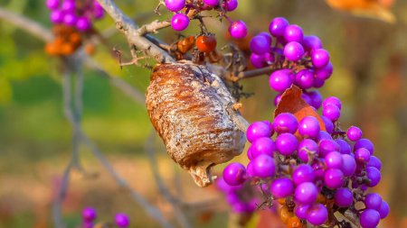Photo for Cocoon with praying mantis eggs on a branch with purple fruits (Callicarpa bodinieri) - Royalty Free Image
