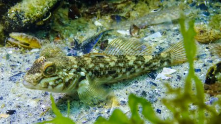 Téléchargez les photos : Le gobie rond (Neogobius melanostomus) - espèce de poisson commerciale sur le fond parmi les algues de la mer Noire - en image libre de droit