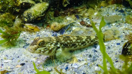 Foto de El gobio redondo (Neogobius melanostomus) - especies comerciales de peces en el fondo entre las algas en el Mar Negro - Imagen libre de derechos
