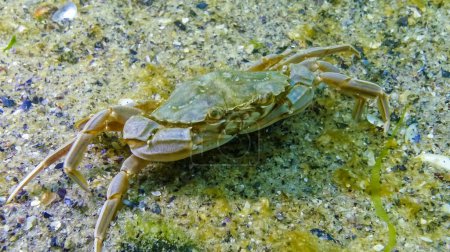 Photo for Swimming crab (Macropipus holsatus) eating mussel meat, Black Sea - Royalty Free Image