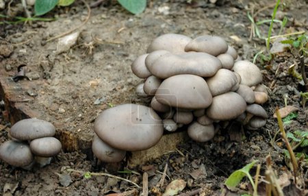 Photo for Pearl oyster mushroom Pleurotus ostreatus - Wild edible mushroom growing on an old tree stump - Royalty Free Image