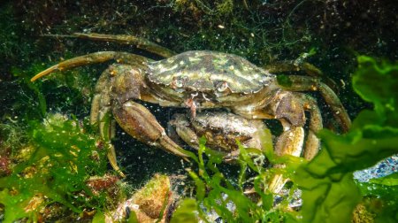 Téléchargez les photos : Crabe vert (Carcinus maenas, Carcinus aestuarii) mâle et femelle, mangeant une autre espèce de crabe, qui a capturé au fond - en image libre de droit